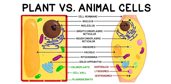 Cell Biology Test: Animal and Plant Cell Quiz | Attempts: 136714 ...